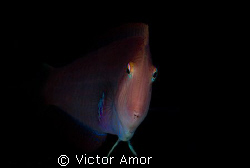 Slim face by Victor Amor 